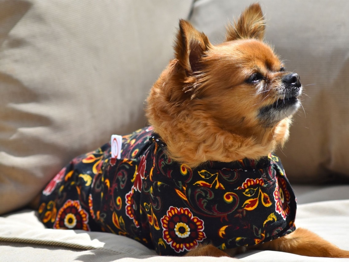Luxury Designer Dog Coat