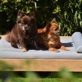 Dog Beds Made to Measure
